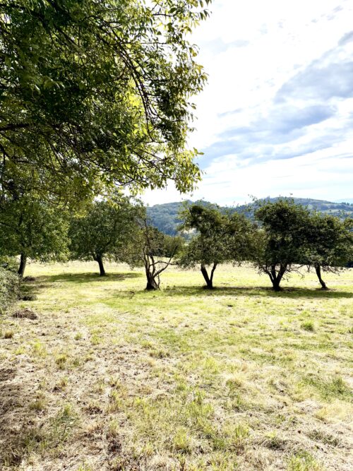 Finca rústica agraria 2.5 hectáreas en Llosones, Muño – Siero - Imagen 12