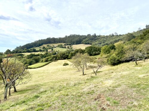 Finca rústica agraria 2.5 hectáreas en Llosones, Muño – Siero - Imagen 17