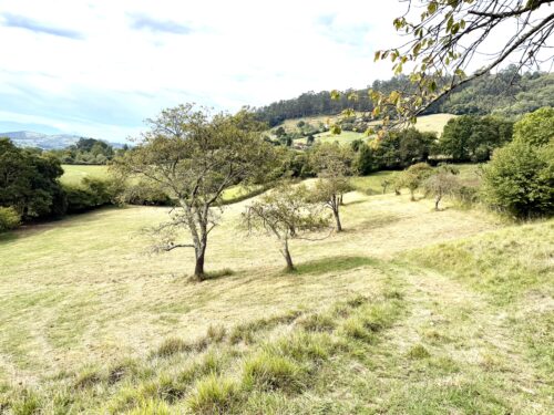 Finca rústica agraria 2.5 hectáreas en Llosones, Muño – Siero - Imagen 18