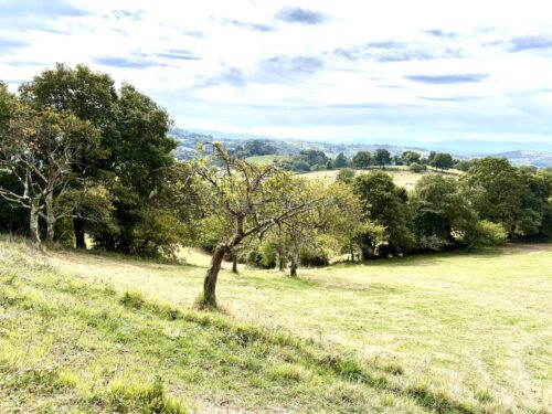 Finca rústica agraria 2.5 hectáreas en Llosones, Muño – Siero - Imagen 20