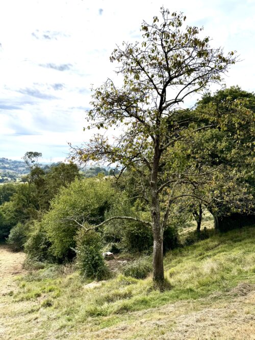 Finca rústica agraria 2.5 hectáreas en Llosones, Muño – Siero - Imagen 25