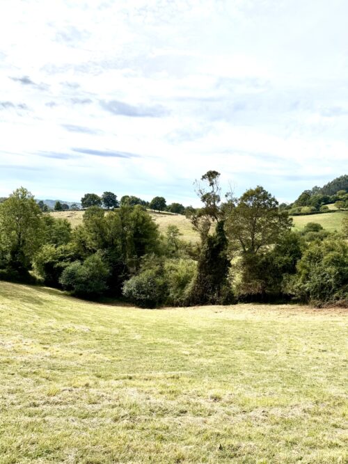 Finca rústica agraria 2.5 hectáreas en Llosones, Muño – Siero - Imagen 27