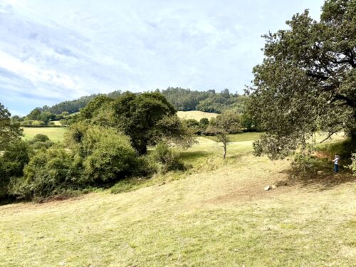 Finca rústica agraria 2.5 hectáreas en Llosones, Muño – Siero - Imagen 28
