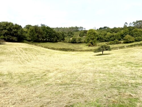 Finca rústica agraria 2.5 hectáreas en Llosones, Muño – Siero - Imagen 37