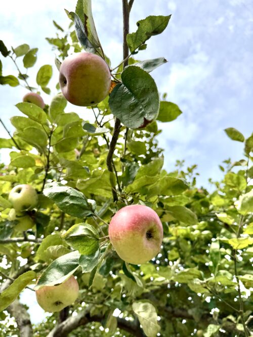 Finca rústica agraria 2.5 hectáreas en Llosones, Muño – Siero - Imagen 39