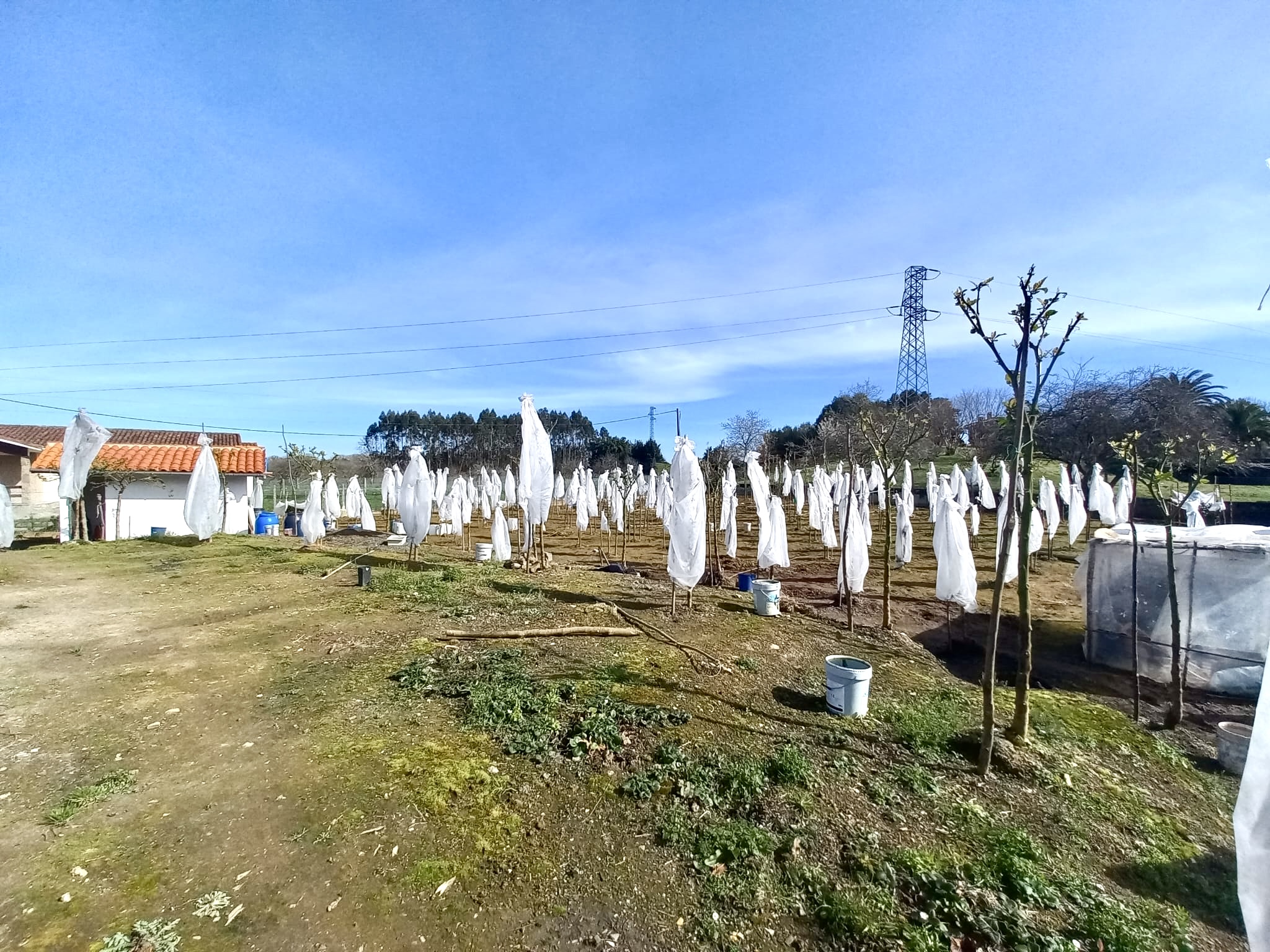 🍅 Tu Imperio del Tamarillo en Colunga: Finca, Refugio y Plan B por 23.000€ 🍅 Tu Imperio del Tamarillo en Colunga: Finca, Refugio y Plan B por 23.000€ - Imagen 4