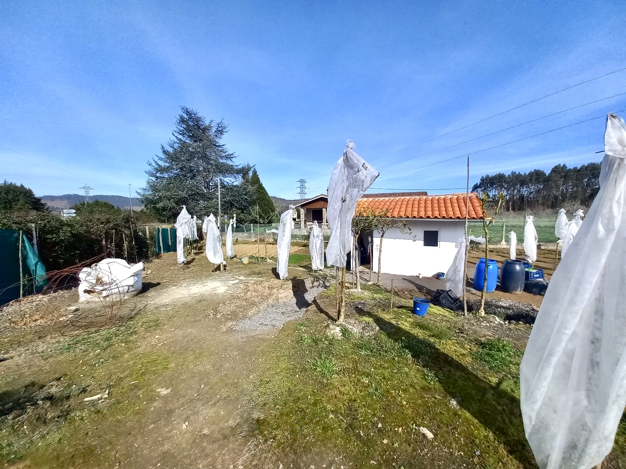 🍅 Tu Imperio del Tamarillo en Colunga: Finca, Refugio y Plan B por 23.000€ 🍅 Tu Imperio del Tamarillo en Colunga: Finca, Refugio y Plan B por 23.000€ - Imagen 2