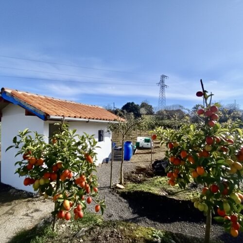 ¡Deja la ciudad y emprende en Asturias! 🌿 Finca rústica de 1. 000 m² en Colunga con 100 árboles de tomate de árbol, casa de aperos y luz. Rentabilidad, sol y paz a 3 km del mar por solo 23. 000€. Tu refugio anti-crisis te espera.