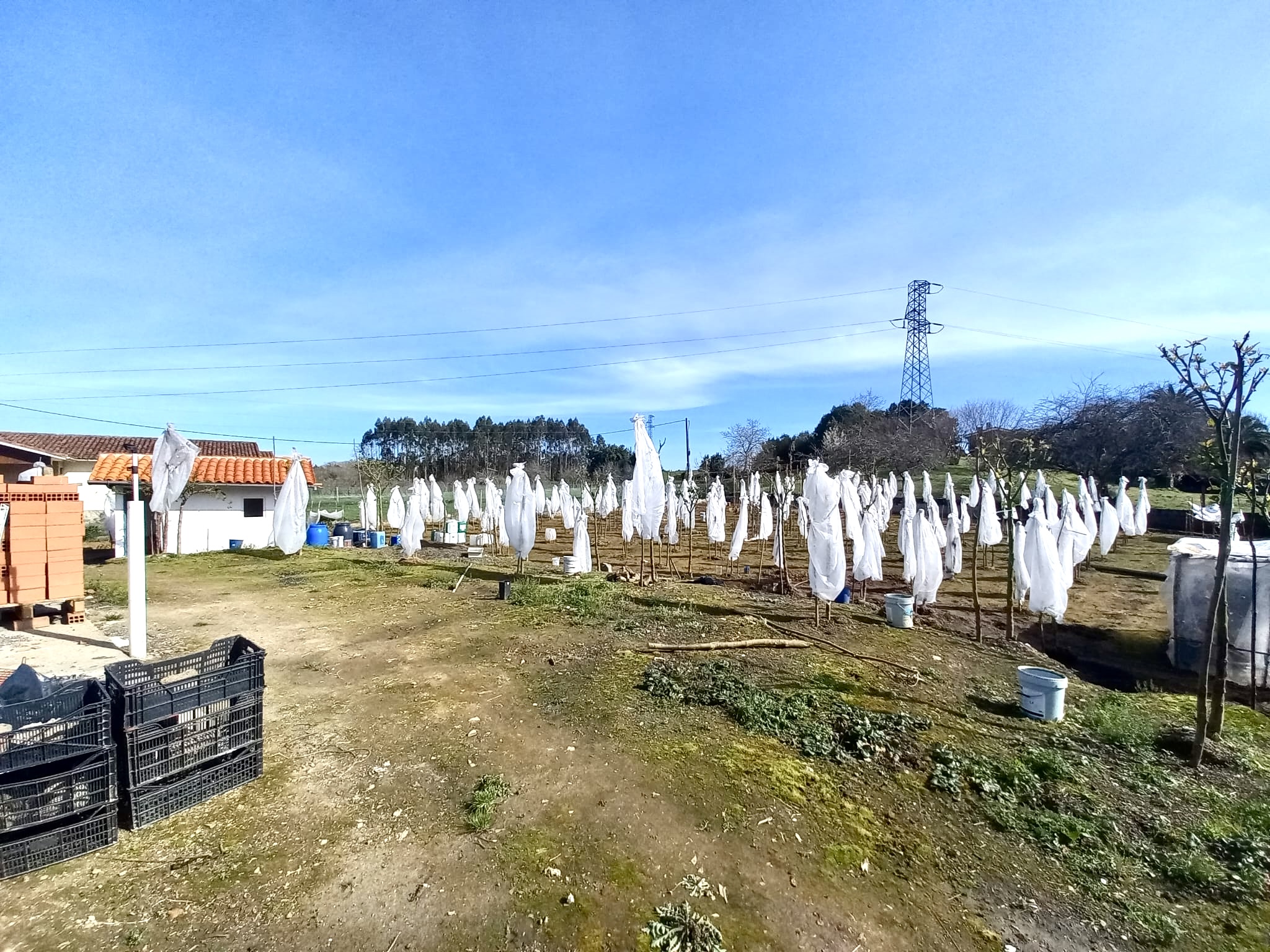 🍅 Tu Imperio del Tamarillo en Colunga: Finca, Refugio y Plan B por 23.000€ 🍅 Tu Imperio del Tamarillo en Colunga: Finca, Refugio y Plan B por 23.000€ - Imagen 3