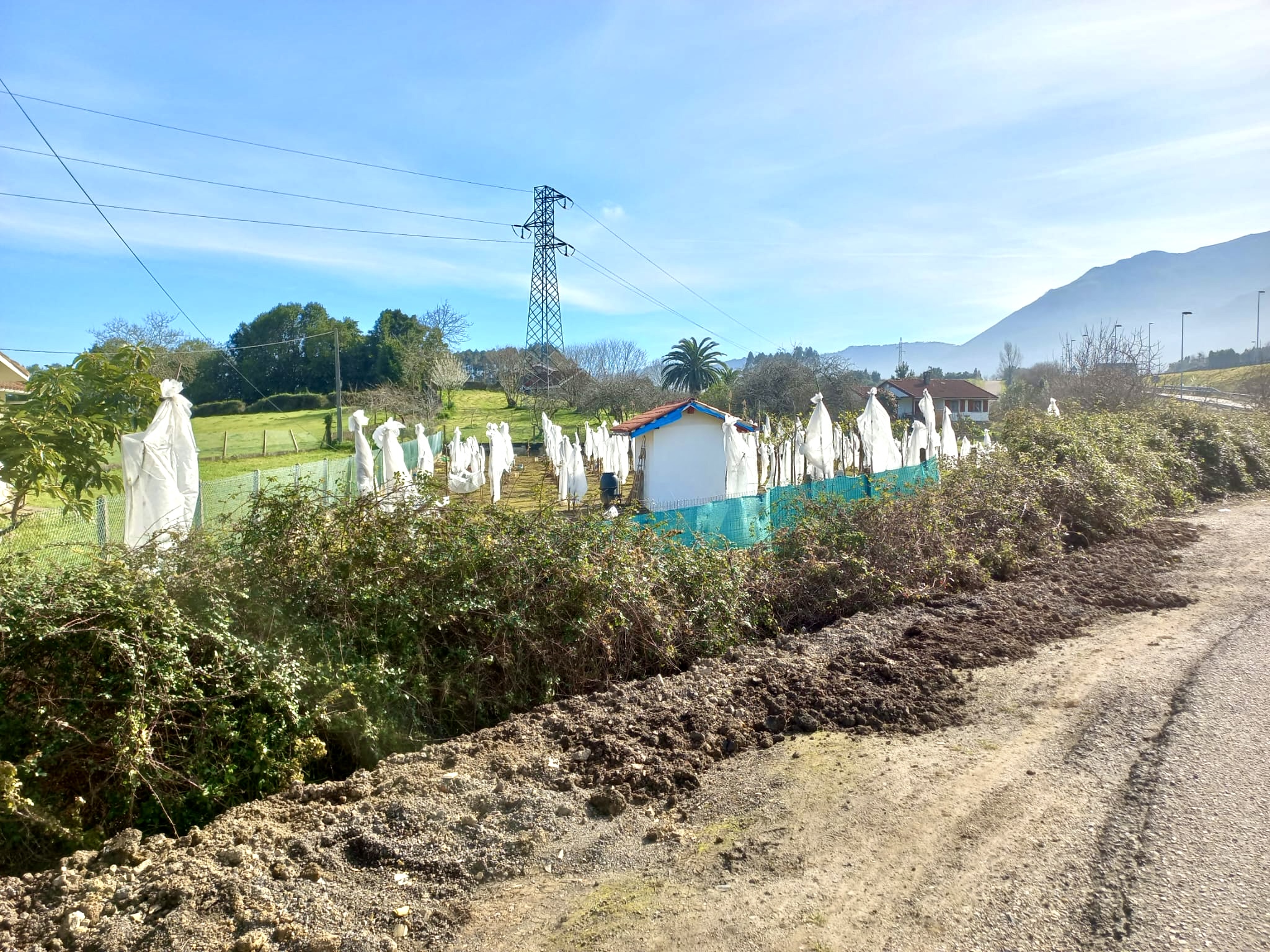🍅 Tu Imperio del Tamarillo en Colunga: Finca, Refugio y Plan B por 23.000€ 🍅 Tu Imperio del Tamarillo en Colunga: Finca, Refugio y Plan B por 23.000€ - Imagen 7